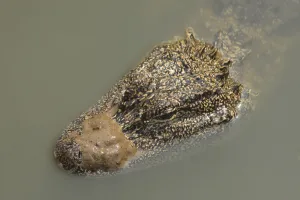 Alligatoridae Prints: Chinese alligator (Alligator sinensis) with muddy snou in Yangtze. Breeding programme