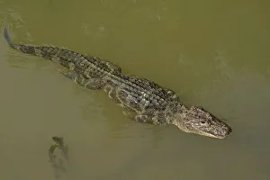 Chinese alligator (Alligator sinensis) swimming in Yangtze, streamline with legs pressed