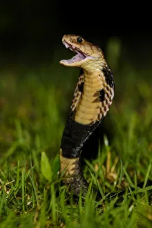 Images Dated 1st July 2016: Chinese cobra (Naja atra) in threat stance, Shek Pik, southwestern coast of Lantau Island