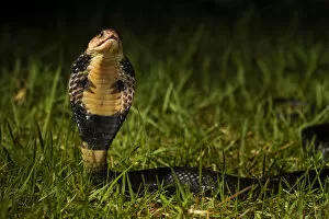 2018 December Highlights Collection: Chinese cobra (Naja atra) in threat stance, Shek Pik, southwestern coast of Lantau Island