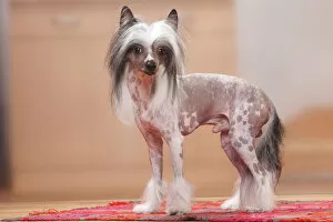 Animal Portrait Gallery: Chinese Crested Dog, hairless