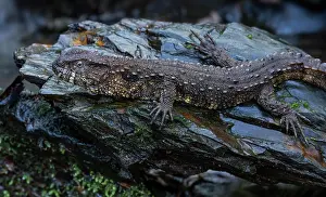 Squamata Prints: Chinese crocodile lizard (Shinisaurus crocodilurus) portrait. Controlled conditions