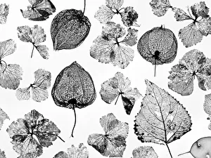 Annual Honesty Gallery: Chinese Lanterns (Physalis alkekengi), Hydrangea flowers, Poplar leaves (Populus)