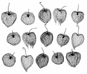 Images Dated 30th August 2018: Chinese lanterns (Physalis alkekengi) skeletons, silhouette on white background
