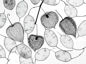 Chinese lanterns (Physalis alkekengi) skeletons and Honesty seed pods (Lunaria annua)