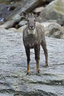 Images Dated 24th April 2015: Chinese or Long-tailed goral (Naemorhedus griseus) standing by a river on a stone