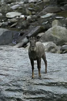 2018 December Highlights Gallery: Chinese or Long-tailed goral (Naemorhedus griseus) standing on a stone by a river