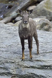 Wild Wonders Of China Prints: Chinese or Long-tailed goral (Naemorhedus griseus) standing by a river on a stone