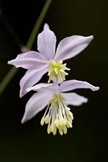 Anther Gallery: Chinese meadow-rue (Thalictrum delavayi) flowers