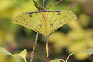 Yellow Collection: Chinese moon moth (Actia sinensis subaurea) occurs in Northern China