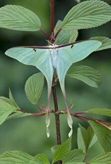 Chinese moon moth (Actias dubernardi, female at rest amongst leaves. Dayaoshan, Jinxin