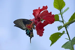 Heather Angel Prints: Chinese peacock butterfly (Papilio bianor) drinking nectar from a Hibiscus flower