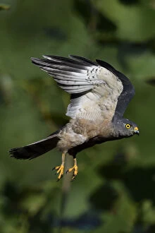 Images Dated 18th July 2018: Chinese Sparrowhawk (Accipiter soloensis) flying Guangshui, Hubei province, China. July