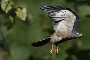 Images Dated 18th July 2018: Chinese Sparrowhawk (Accipiter soloensis) flying Guangshui, Hubei province, China, July