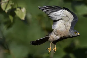 Chinese Sparrowhawk (Accipiter soloensis) flying Guangshui, Hubei province, China, July