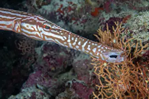 Maldive Islands Prints: Chinese trumpetfish (Aulostomus chinensis) swimming over reef