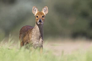 Chinese Water Deer (Hydropotes inermis) Norfolk UK September