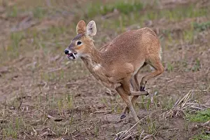Hydropotes Prints: Chinese water deer (Hydropotes inermis) male, running, Cley, Norfolk, UK. April