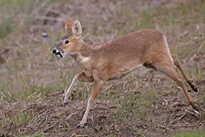 Hydropotes Prints: Chinese water deer (Hydropotes inermis) male, running, Cley, Norfolk, UK. April