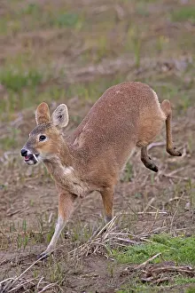 Hydropotes Prints: Chinese water deer (Hydropotes inermis) male, running, Cley, Norfolk, UK. April