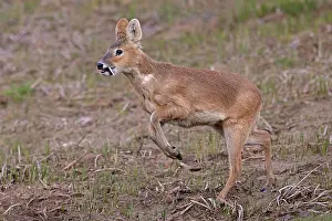 Hydropotes Prints: Chinese water deer (Hydropotes inermis) male, running, Cley, Norfolk, UK. April