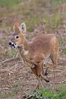 Hydropotes Prints: Chinese water deer (Hydropotes inermis) male, running, Cley, Norfolk, UK. April