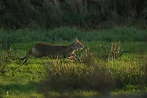 Alien Species Prints: Chinese water deer (Hydropotes inermis) running through meadow