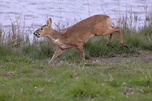 Hydropotes Prints: Chinese water deer (Hydropotes inermis) running along water's edge