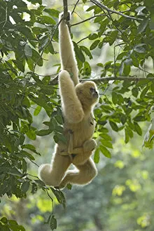 Chinese white cheeked gibbon (Nomascus leucogenys) female hanging from tree, carrying