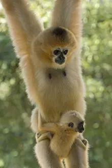 Chinese white cheeked gibbon (Nomascus leucogenys) female hanging, carrying baby aged two weeks