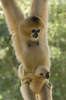 Yunnan Province Prints: Chinese white cheeked gibbon (Nomascus leucogenys) female hanging