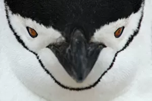 2009 Highlights Gallery: Chinstrap Penguin {Pygoscelis antarctica} face portrait, Antarctica