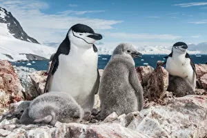 Antarctica Gallery: Chinstrap penguin (Pygoscelis antarcticus) with chicks, Antarctic Peninsula, Antarctica