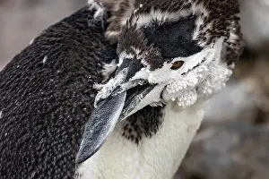 Grooming Prints: Chinstrap penguin (Pygoscelis antarcticus) with moulting feathers