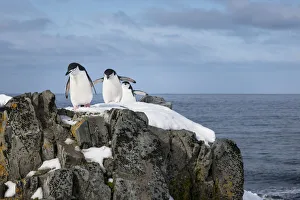 June 2021 Highlights Prints: Chinstrap penguins (Pygoscelis antarcticus) coming ashore to find