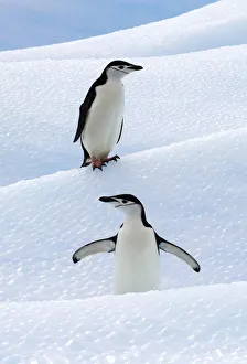 Penguin Prints: Chinstrap Penguins (Pygoscelis antarcticus) standing on ice. South Shetland Islands