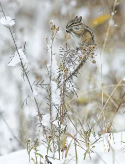 Least chipmunk (Tamias minimus) feeding on plant seeds, Grand Teton National Park Least chipmunk (Tamias minimus) feeding on plant seeds, Grand Teton National Park
