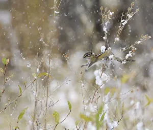 On The Move Prints: Least Chipmunk (Tamius minimus) feeding on the seeds of a thistle bush during a snowstorm
