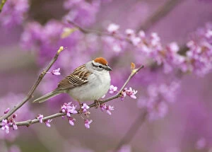 Chipping Sparrow (Spizella passerina), perched in flowering Eastern redbud tree, New York