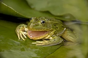 Chiricahua / Ramsay Canyon Leopard Frog (Rana chiricahuensis / subaquavocalis) sitting