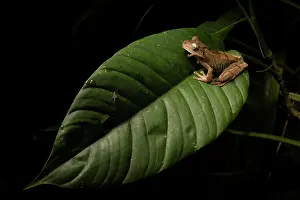 Hylidae Prints: Chirique-Flusse tree frog (Boana pugnax) sharing a leaf with a Mayfly