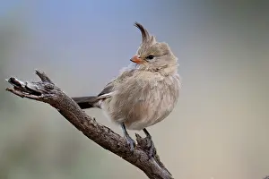 South Australia Prints: Chirruping wedgebill (Psophodes cristatus) perched on branch in Saltbush shrubland