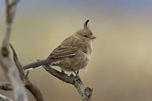 South Australia Prints: Chirruping wedgebill (Psophodes cristatus) perched on branch in Saltbush shrubland