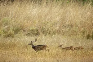 Antlers Prints: Chital (Axis axis) male, walking through long grass with two females following