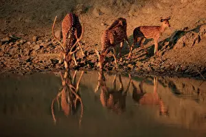 Antlers Prints: Chital (Axis axis) pair with fawn