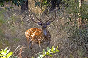 Images Dated 12th December 2011: Chital deerl (Axis axis ), male with large antlers, Bandhavgarh National Park, Bandhavgarh