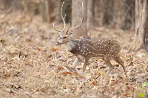 Spotted Prints: Chital / Spotted deer (Axis axis) walking through forest