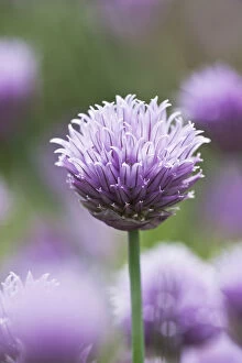 Images Dated 17th May 2009: Chives in flower (Allium schoenoprasum) Lower Saxony, Germany