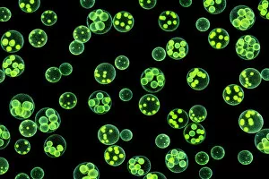 Green Gallery: Chlorophyte or green alga (Volvox aureus) in pond water. UK. The larger spheres are approximately 0