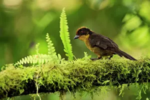Bunting Prints: Choco brushfinch (Atlapetes crassus) perched on lichen-covered branch, Colombia